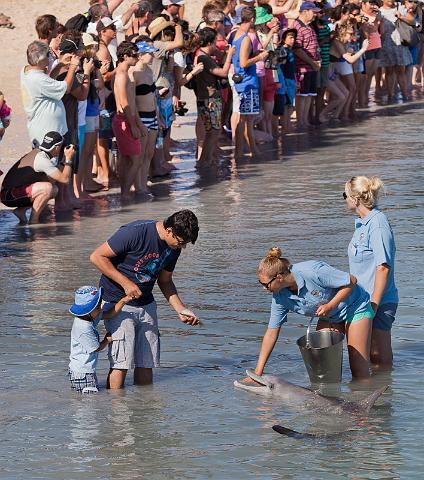 054 Shark Bay, monkey mia, voederen van wilde dolfijnen.jpg